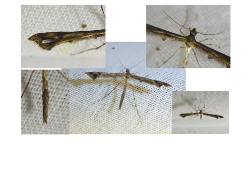 Réf. 296 530 : Amblyptilia acanthadactyla